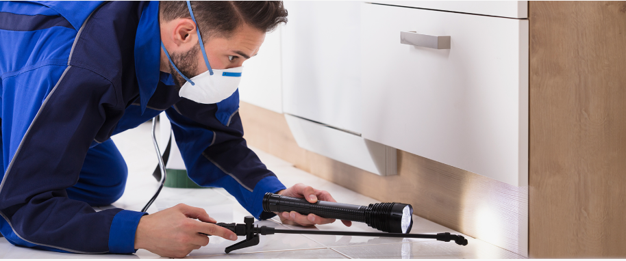 Spring pest xpert removal